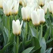 Tulip Concerto 50 bulb pk